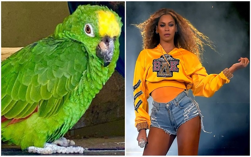 Ce perroquet chante du Beyoncé et devient star du web