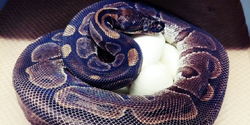 Ce python royal a pondu des œufs sans approcher de mâle en 15 ans
