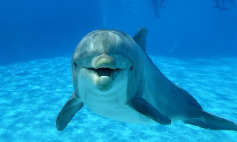 Ces 5 animaux qui peuvent sentir des choses que les humains ne peuvent pas
