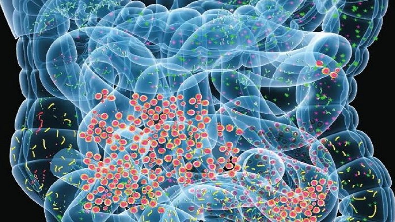 Ces bactéries intestinales qui protègent contre les effets de la radiation