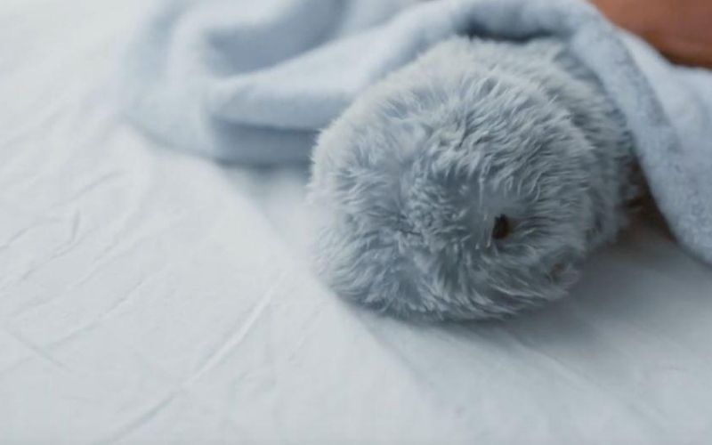Cet adorable robot intelligent va vous surprendre