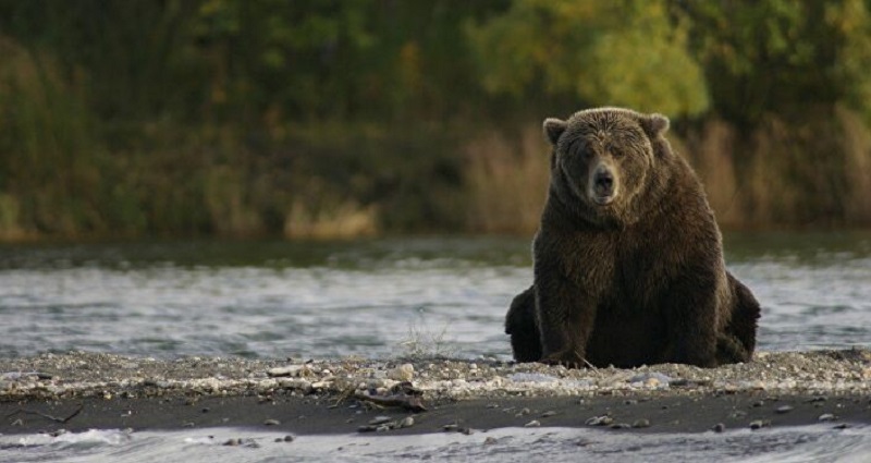 Cet ours américain parcourt plus de 600 km pour trouver l’amour de sa vie (vidéo)