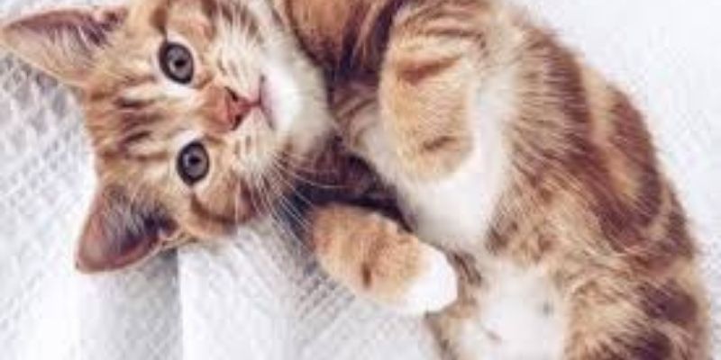 Cette application qui vous permet de comprendre votre chat