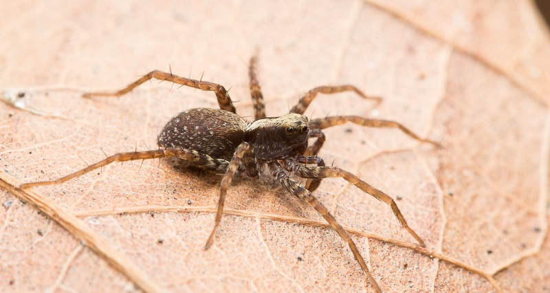 Elle découvre une araignée dans sa voiture ; sa surprenante réaction