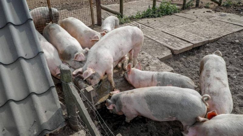 Chine : faute de porcs, la consommation de chiens augmente