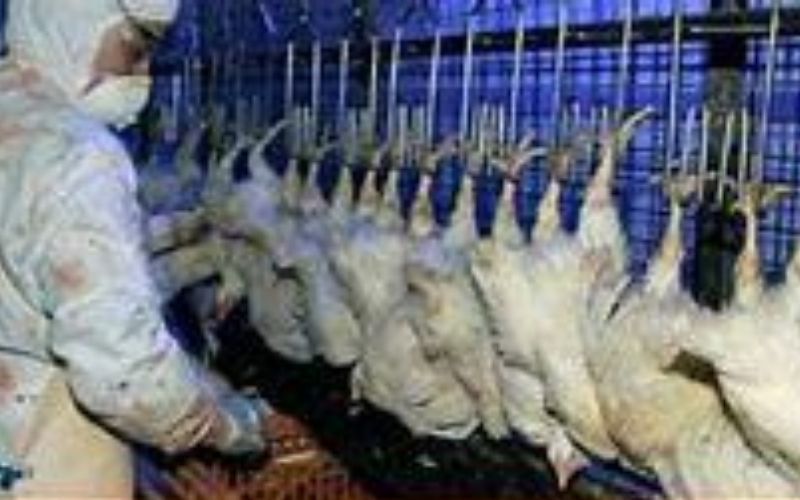 Chine : le coronavirus découvert sur du poulet importé du Brésil