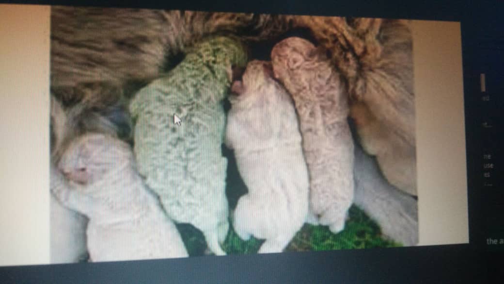 Italie : une chienne donne naissance à un chiot vert (photo)