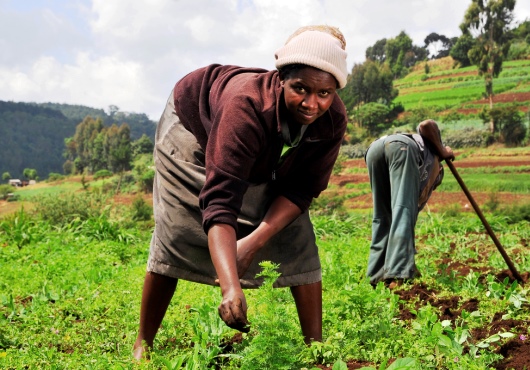 Dégradation des terres : 1 117 millions de FCFA pour booster l’agriculture en Côte d’Ivoire