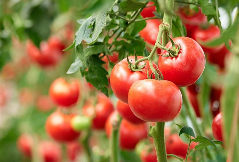 Comment augmenter les propriétés des tomates ? Découvrez ces deux façons
