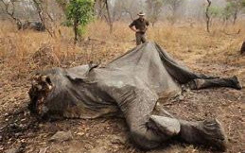 Congo : un braconnier d’éléphants condamné à 30 ans de travaux forcés