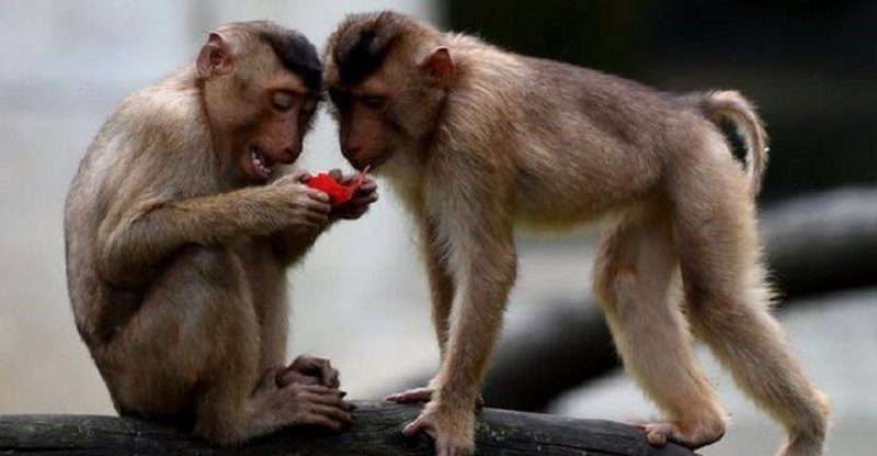 Coronavirus : Des singes infectés ont développé une immunité, selon une étude chinoise