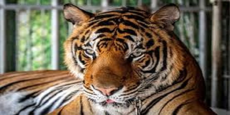 Coronavirus : des félins d’un zoo de New-York atteints de toux sèche, un tigre testé positif