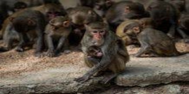 Coronavirus : des singes infectés par le Covid-19 semblent développer une immunité