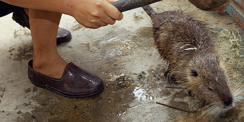 Coronavirus : la Chine interdit le commerce et la consommation d’animaux sauvages