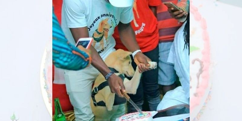Côte d’Ivoire : l’incroyable anniversaire du chien « A qui la faute » (photos)