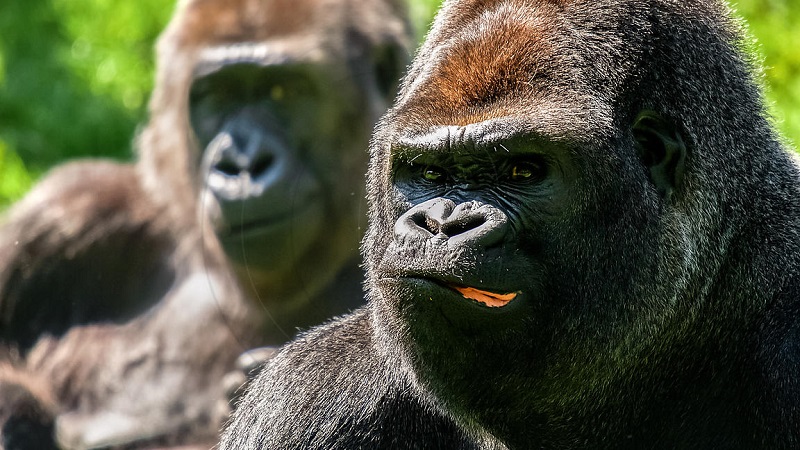 Covid-19 / USA : 2 gorilles du zoo de San Diego contaminés