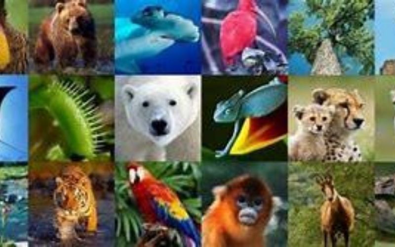 Covid-19 : à part l’être humain, quelles sont les espèces animales vulnérables au coronavirus ?