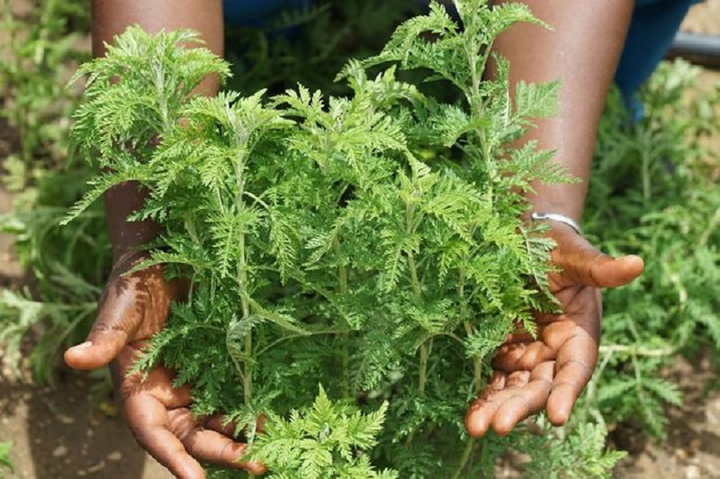 Covid-19 : la plante « miracle » Artemisia efficace contre le virus