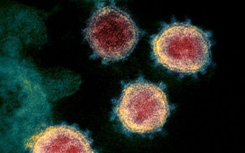 Covid-19 : le variant sud-africain du virus détecté pour la première fois en France