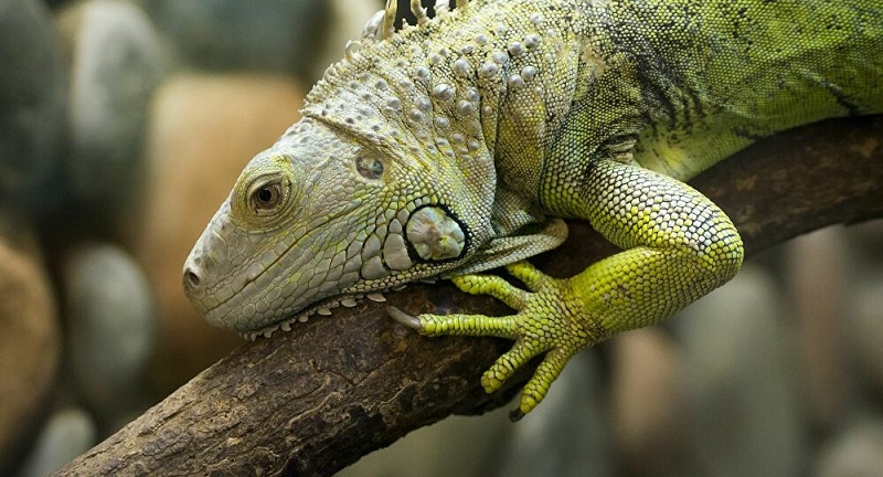 Découverte d’une espèce de lézard que personne n’a vu pendant plus de 100 ans