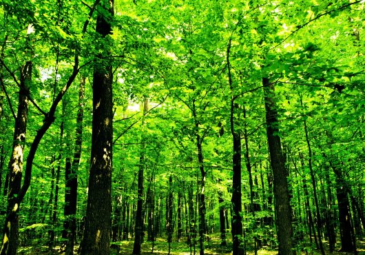 Des forêts sous de bons auspices