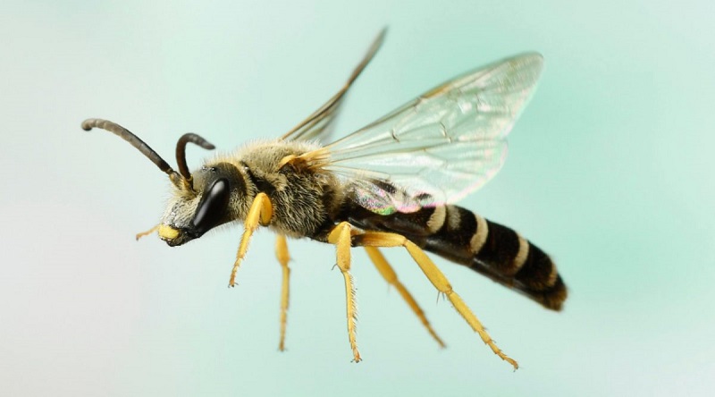 Des médecins découvrent 4 abeilles vivant à l’intérieur de l’œil d’une femme et qui se nourrissaient de ses larmes