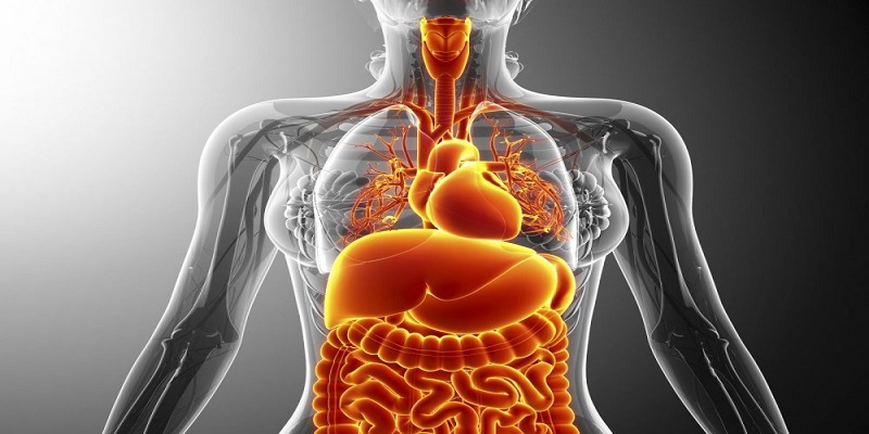 Des médecins découvrent un organe inconnu dans le corps humain