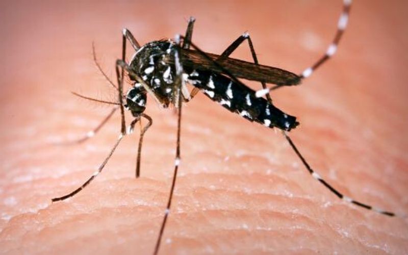 Covid-19 : cette maladie des moustiques pourrait immuniser contre le virus