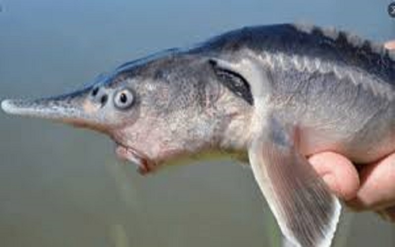 Des scientifiques créent par erreur une nouvelle espèce de poisson
