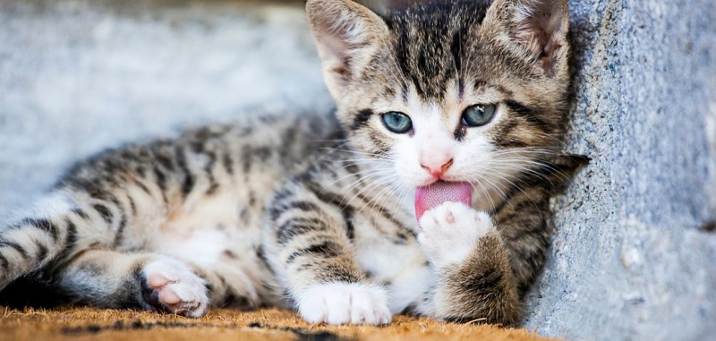 Vêtements, jouets, petits pains dérobés… Ce chat « cleptomane » opère depuis 8 ans