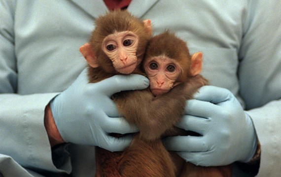 Des scientifiques chinois implantent à des singes des gènes du cerveau humain