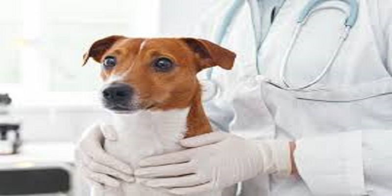 Des vétérinaires alertent : les gens lavent leurs animaux avec du gel hydroalcoolique et de l’eau de javel