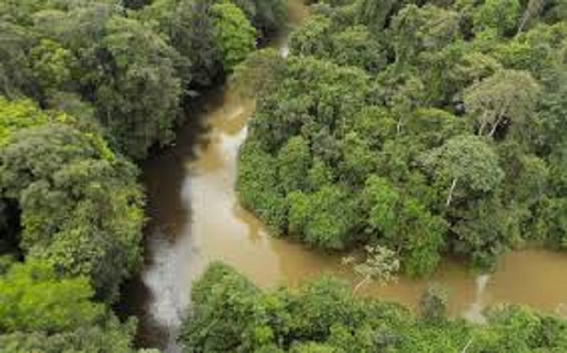 Destruction de l’Amazonie : Greenpeace désavoue l’Europe