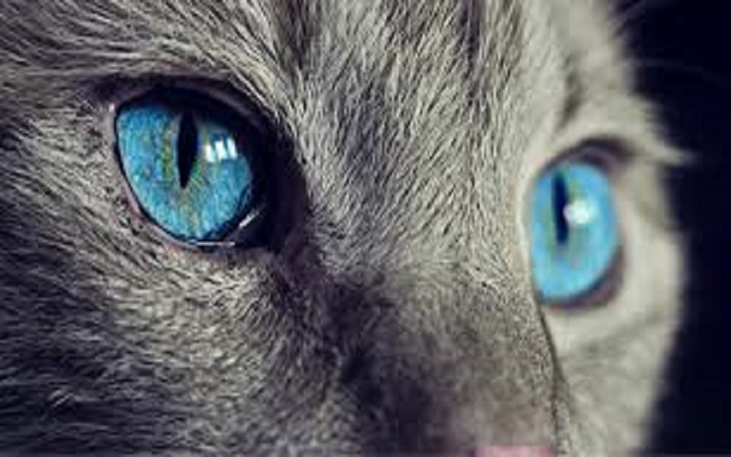 Disparu depuis 2002, un virus rare et mortel identifié chez un chat en Italie