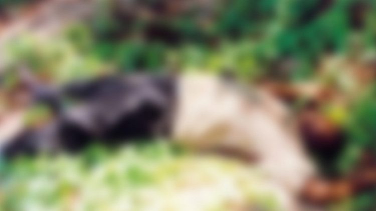 Togo/Drame : un jeune Bachelier perd la vie dans une fosse d’extraction clandestine à Bandjéli