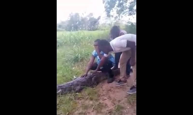 Drame : ils tentent de se familiariser avec un crocodile et en payent le prix fort(vidéo)
