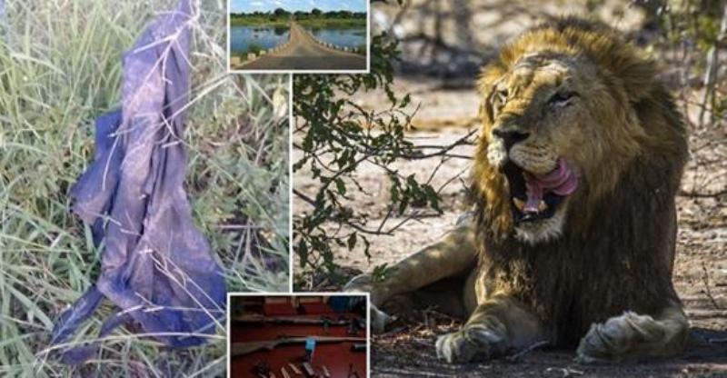 Drame : un braconnier piétiné à mort par un éléphant et dévoré par des lions