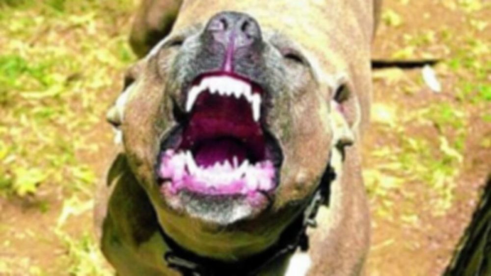Drame : un chien attaque un enfant et lui arrache le visage
