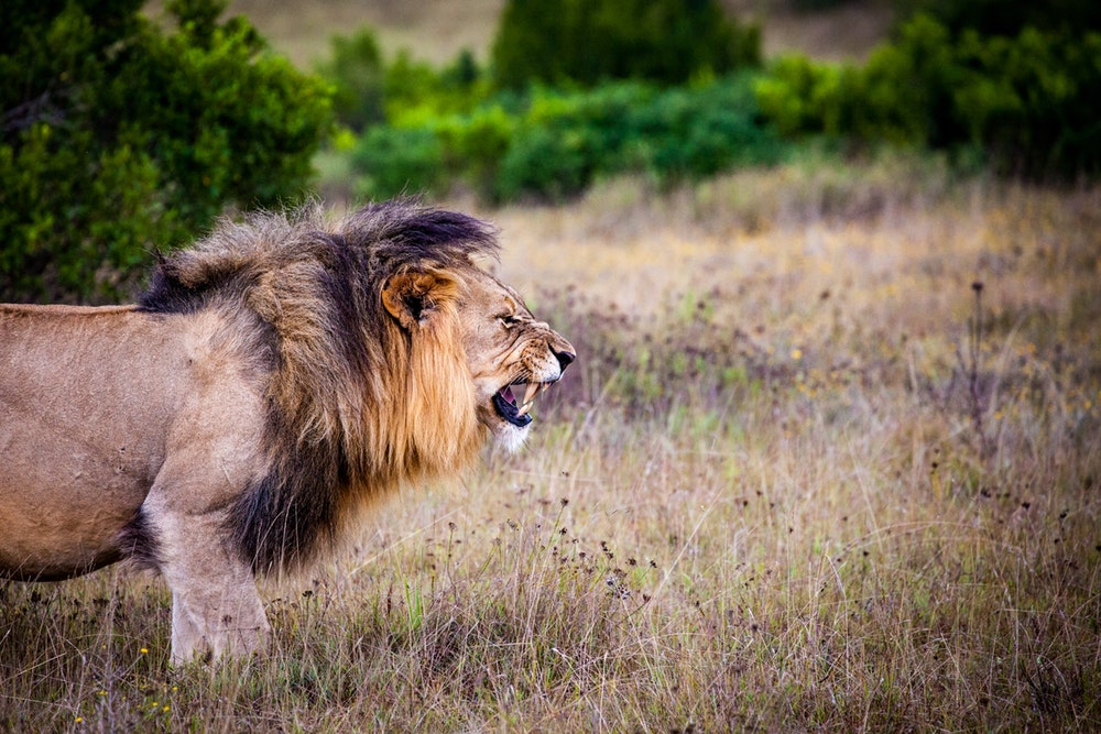 Drame/Un lion tue une jeune stagiaire dans un zoo aux États-Unis