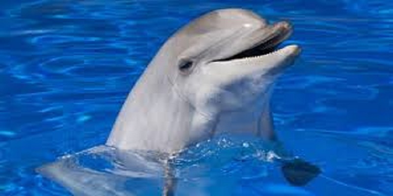 Égypte : plusieurs carcasses de dauphins effraient les touristes