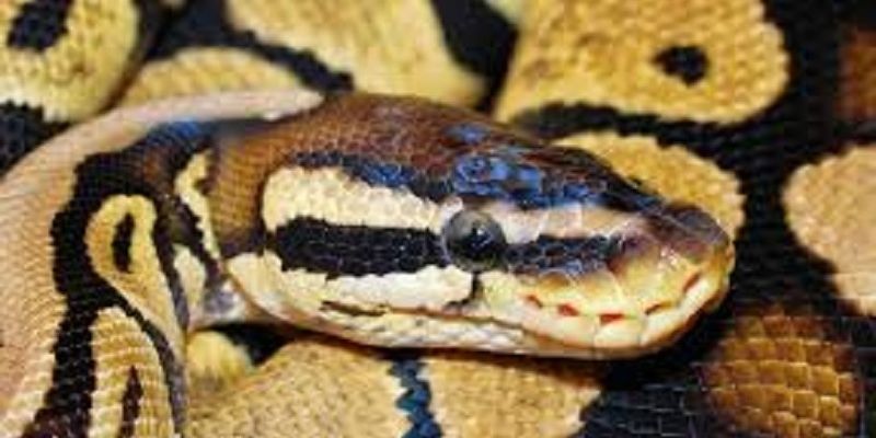 Ce septuagénaire fait danser des serpents, les internautes sous le charme (vidéo)