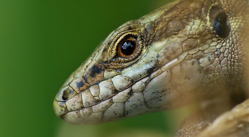 Elle découvre une tête de lézard dans sa sauce bolognaise achetée à Lidl (photo)