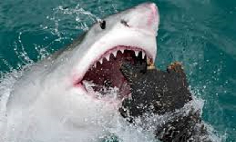Elle se fait happer par un grand requin devant des témoins traumatisés