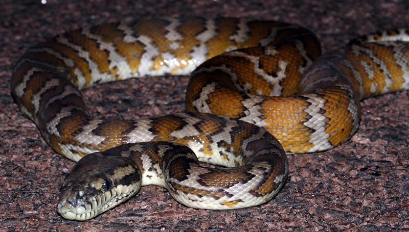 Elle se fait surprendre par un python dans ses toilettes en pleine nuit