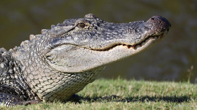 Il sauve sa fille des mâchoires d’un alligator de 3 mètres grâce à ses réflexes