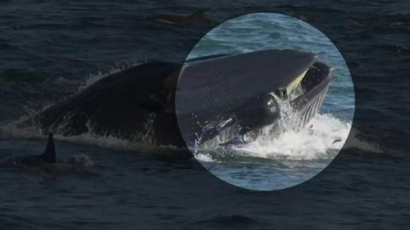 En Afrique du Sud, une baleine avale un plongeur et le recrache vivant