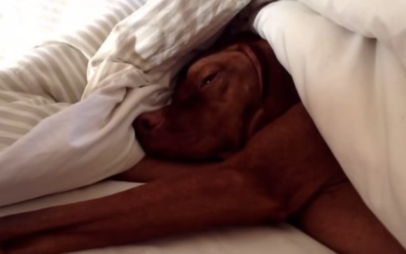 Enceinte et malade, sa chienne la sauve