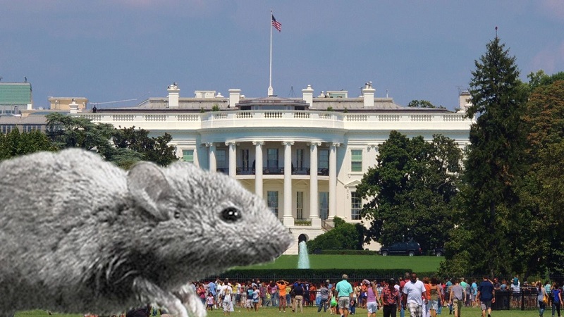 Etats-Unis : Une souris sème la débandade en pleine conférence de presse à la Maison Blanche (vidéo)