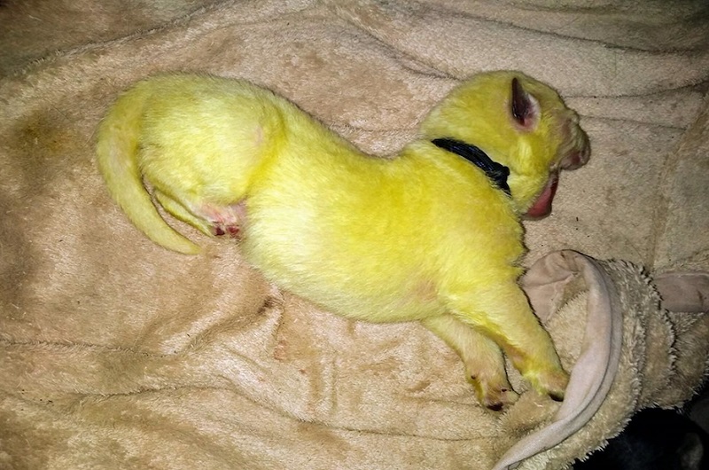 Etats-Unis : une chienne donne naissance à un chiot jaune fluo