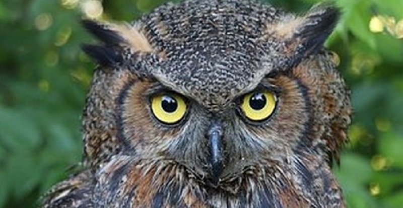 Fait divers : la métamorphose mystique de 2 hiboux dans une mairie sème la panique
